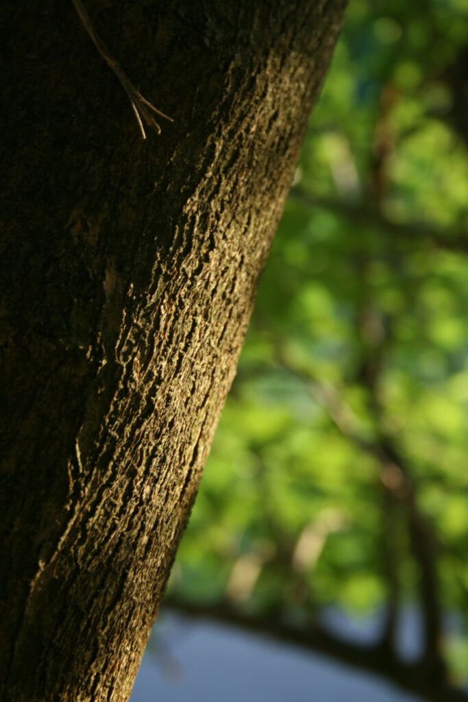 Image gallery image