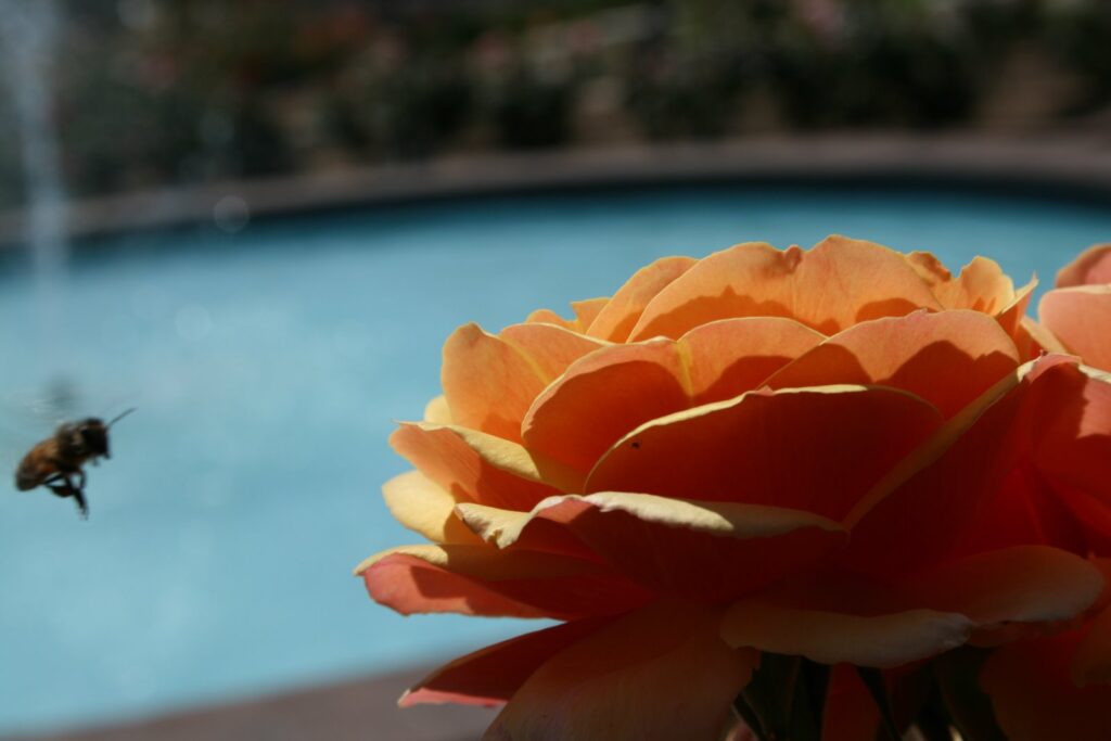 Image gallery image