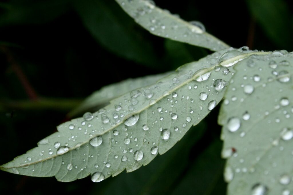 Image gallery image