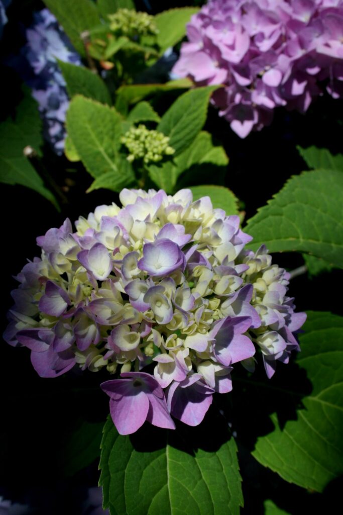 Image gallery image