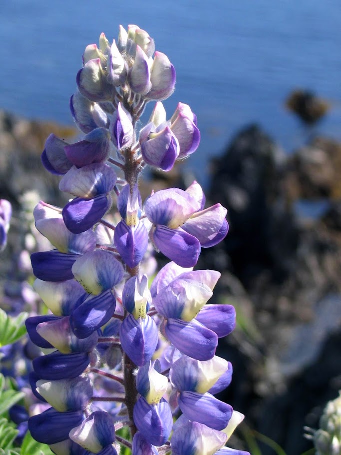 Purple Flowers on a cliffside